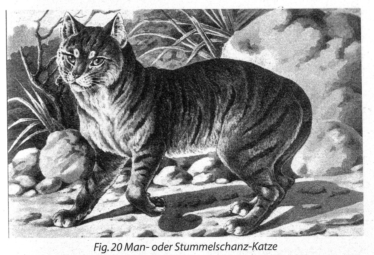 1 stücke Große Größe Blau Katzenauge Stein Ei Geformt Probe