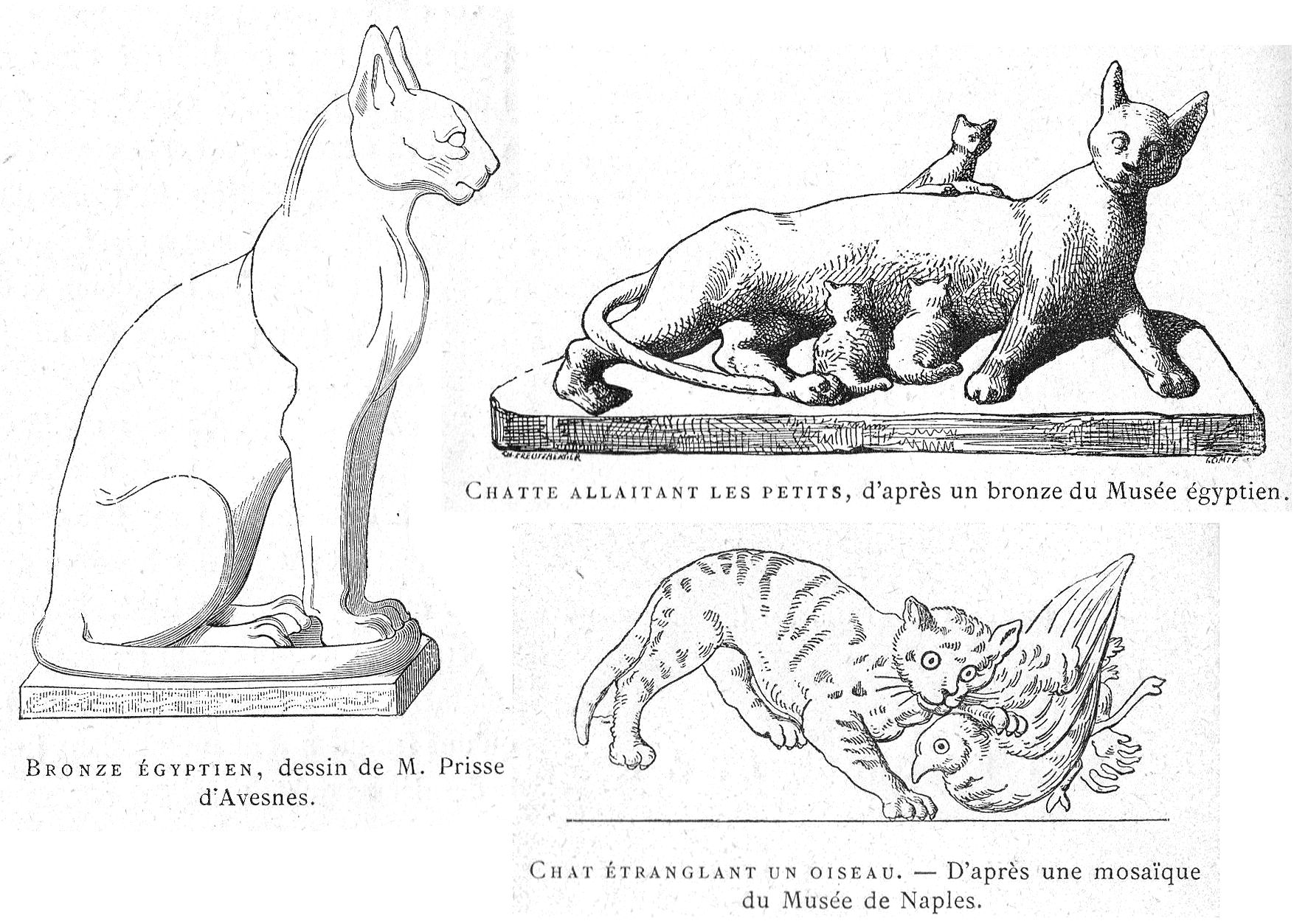 Transport chat - Chatounette