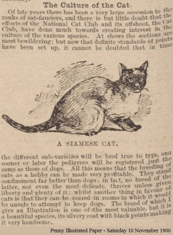 cat culture 1900