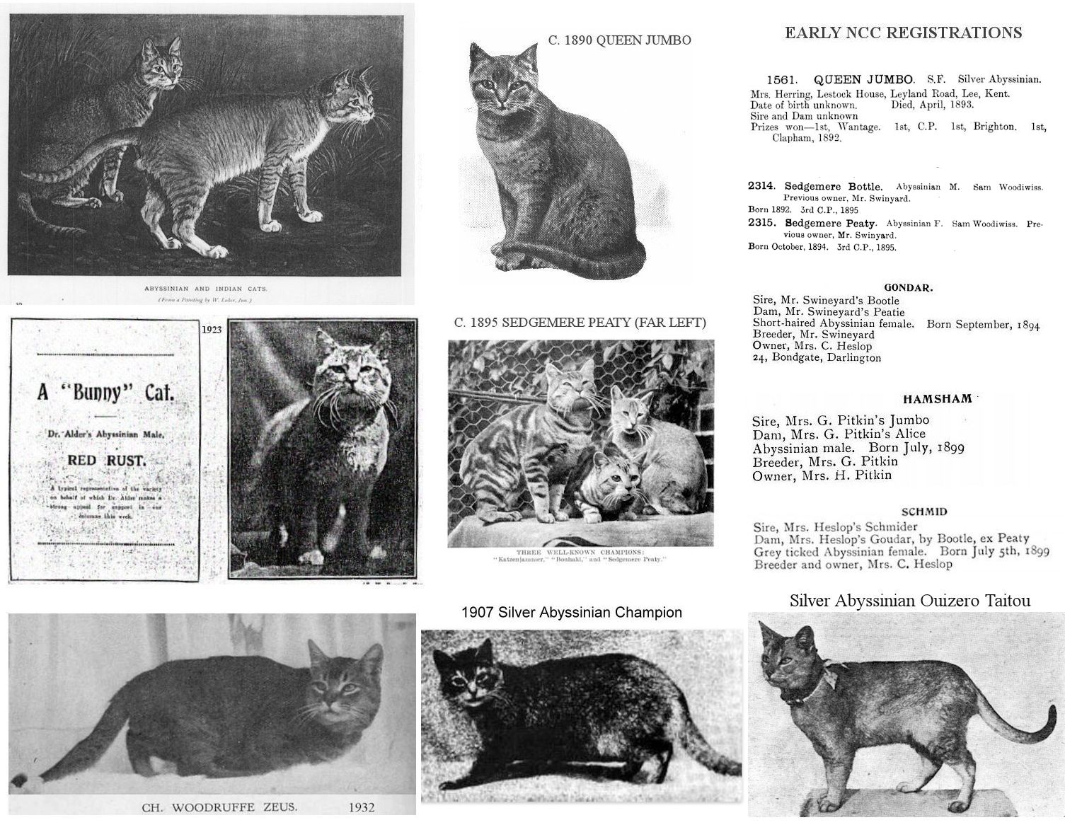 THE ABYSSINIAN CAT – AN EARLY