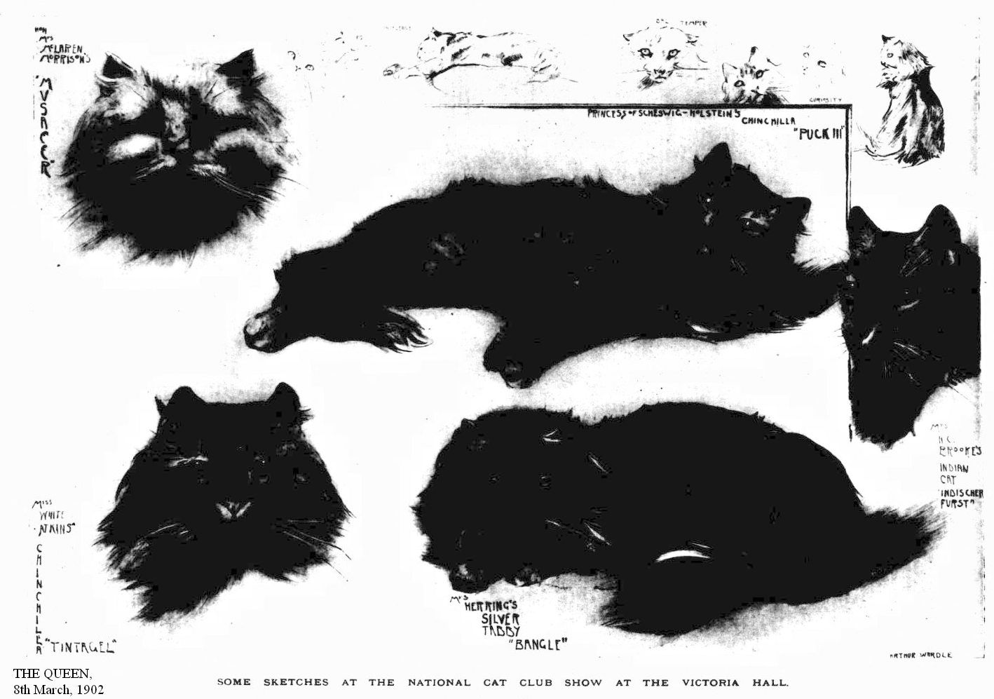 REPORTS FROM THE EARLY BRITISH CAT SHOWS 1902