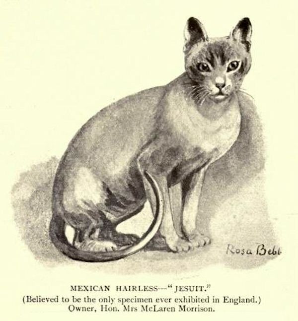 extinct domestic cat breeds