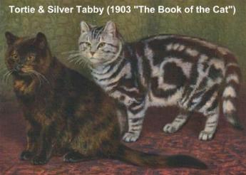 SHORTHAIRED CATS OF THE 19TH CENTURY - BRITISH SHORTHAIRS (FRANCES SIMPSON)