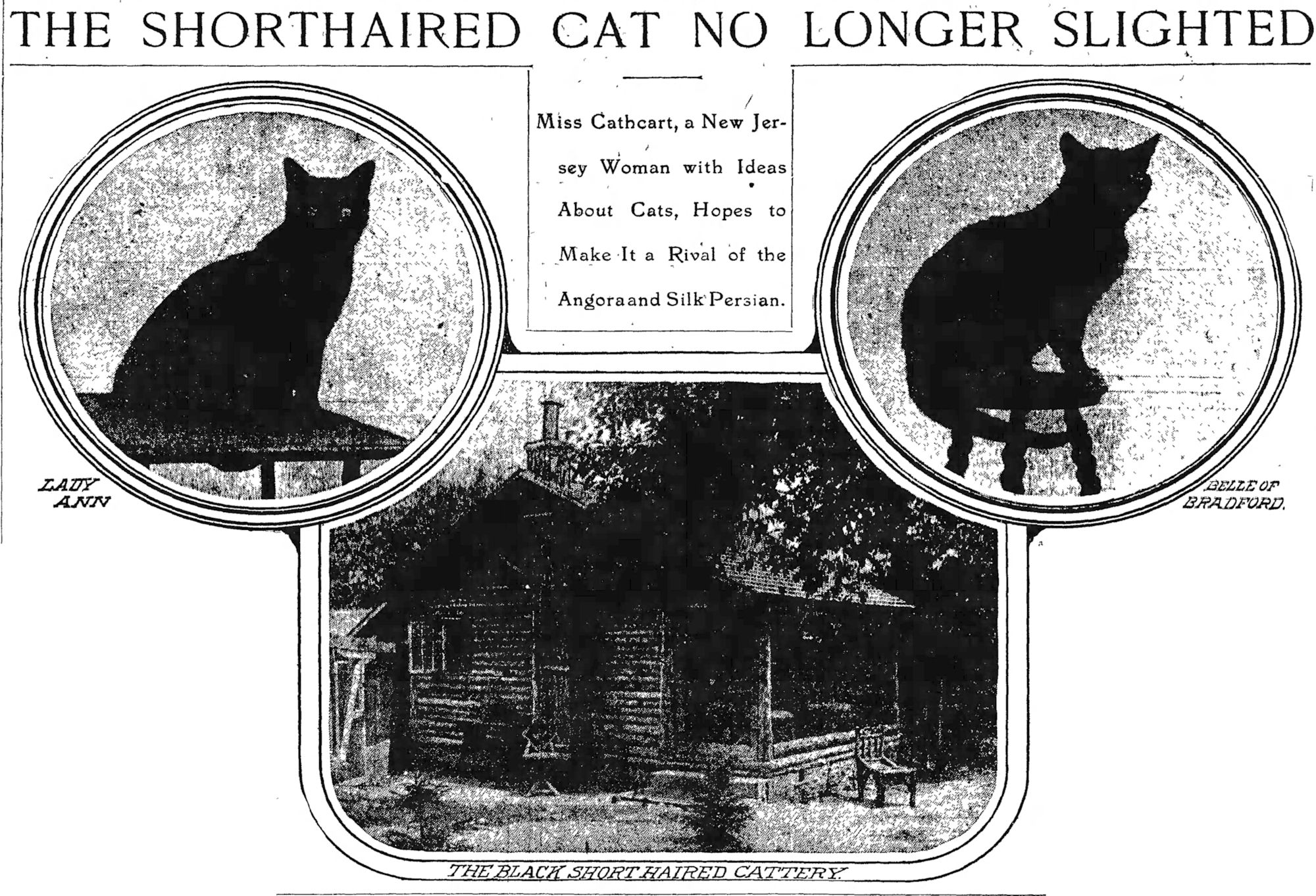 CATS AND THE CAT FANCY IN AMERICA 1880S TO 1903 (1)