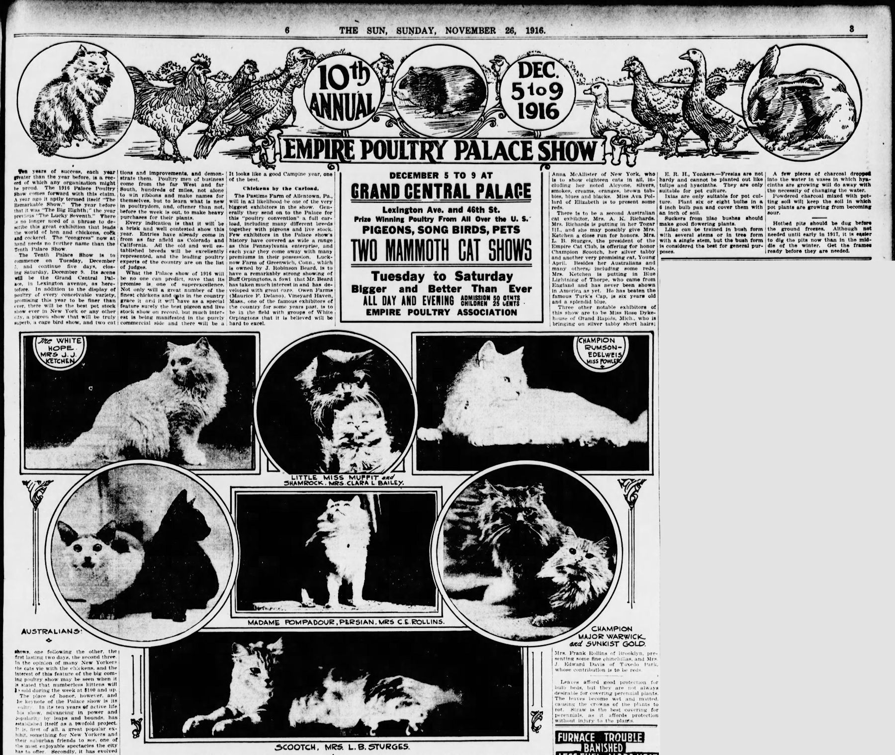 REPORTS FROM EARLY NEW YORK CAT SHOWS 1901