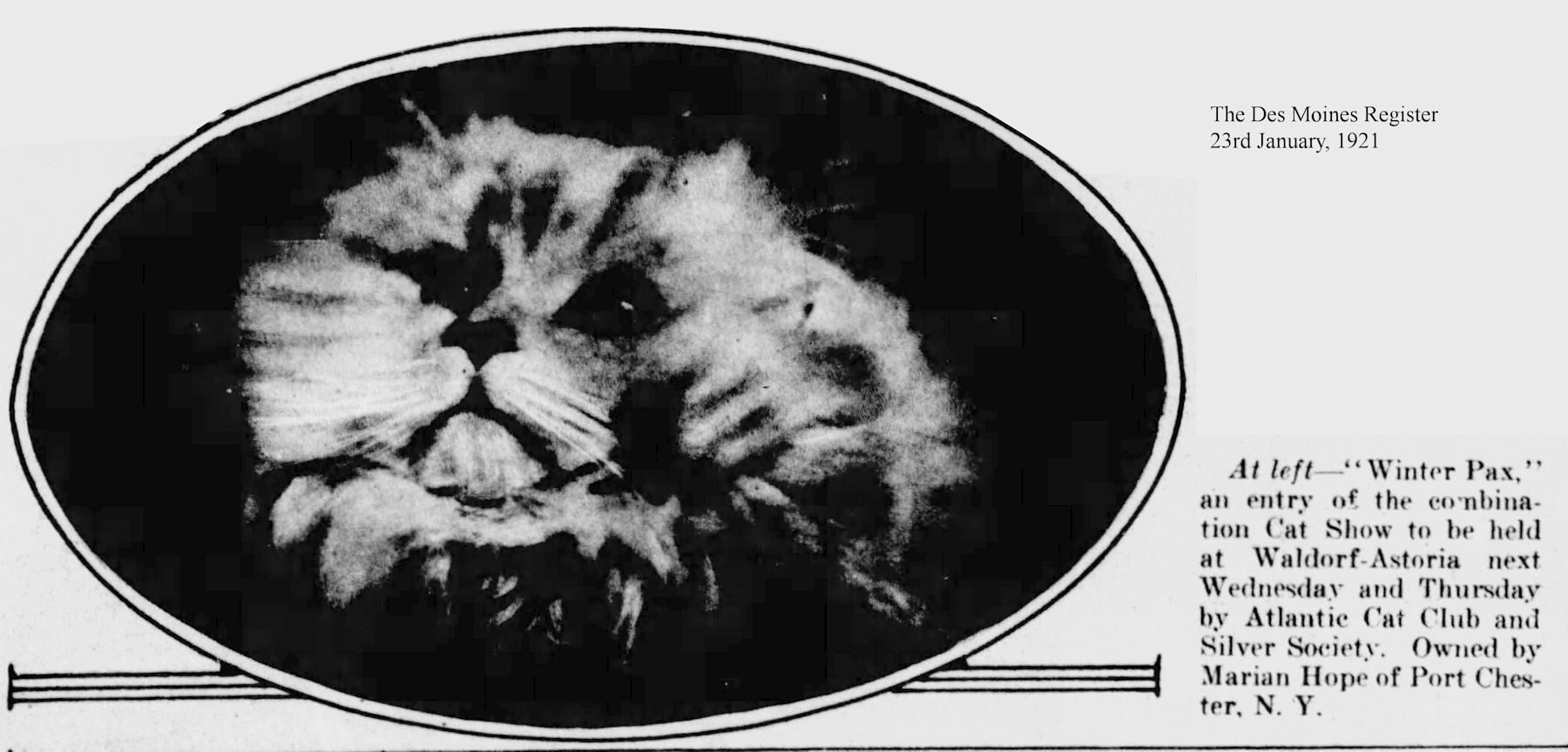 1921 new york cat show
