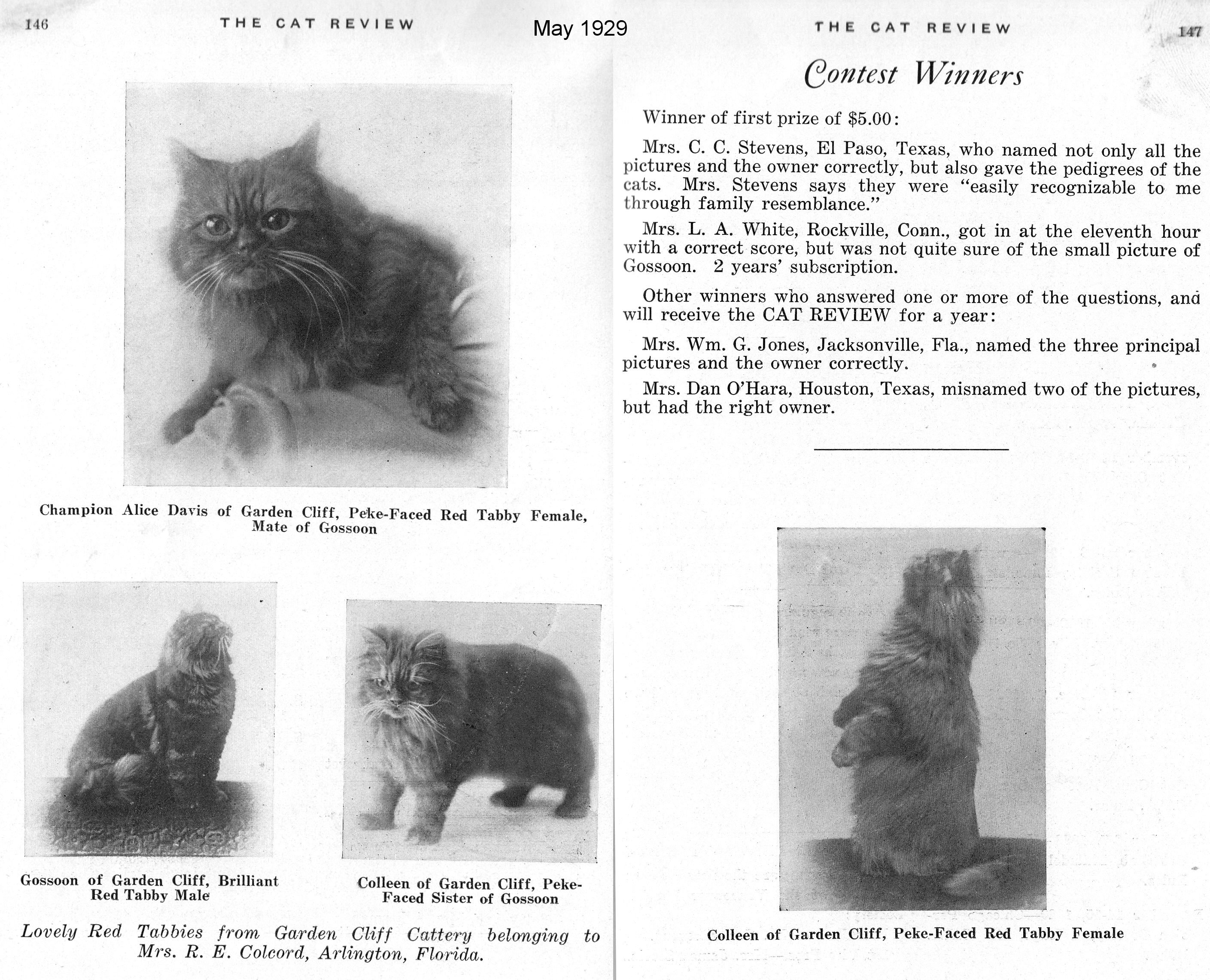 peke face persian cat