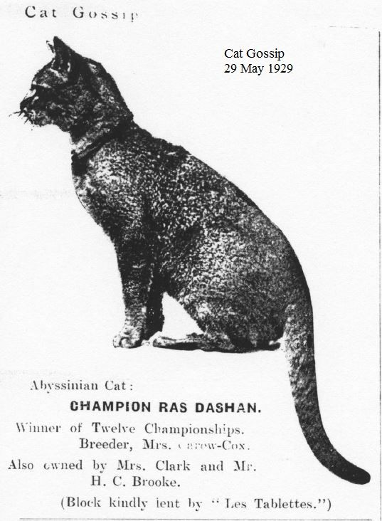 Black store abyssinian cat