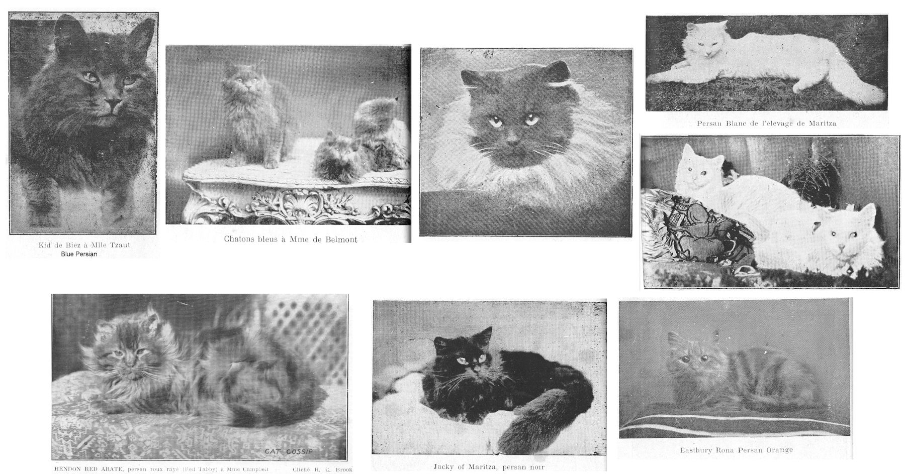 Leather Book mark Cat Kitten Manx Tabby Burmese Siamese Persian Abyssinian Gifts 