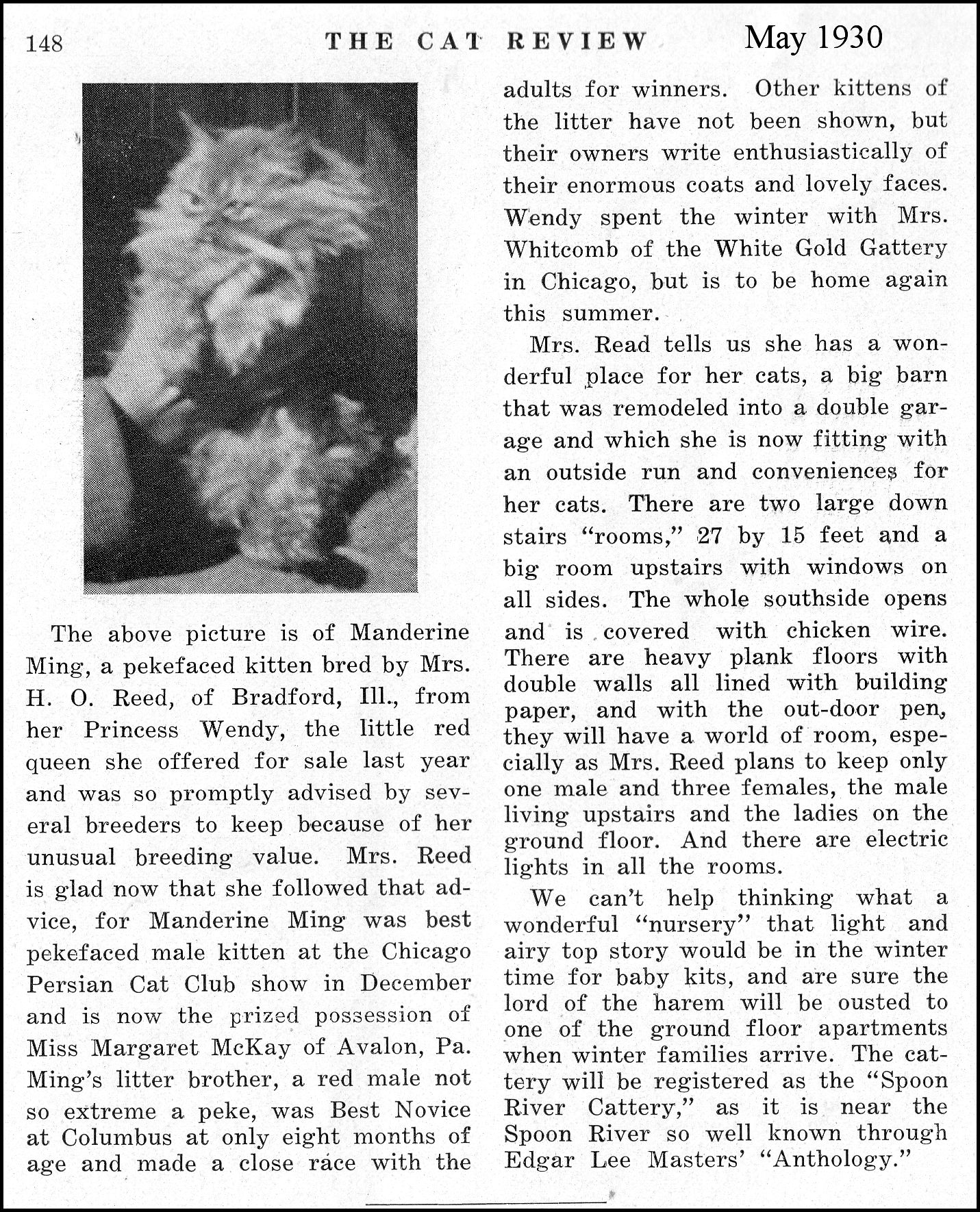 peke-faced persian cat