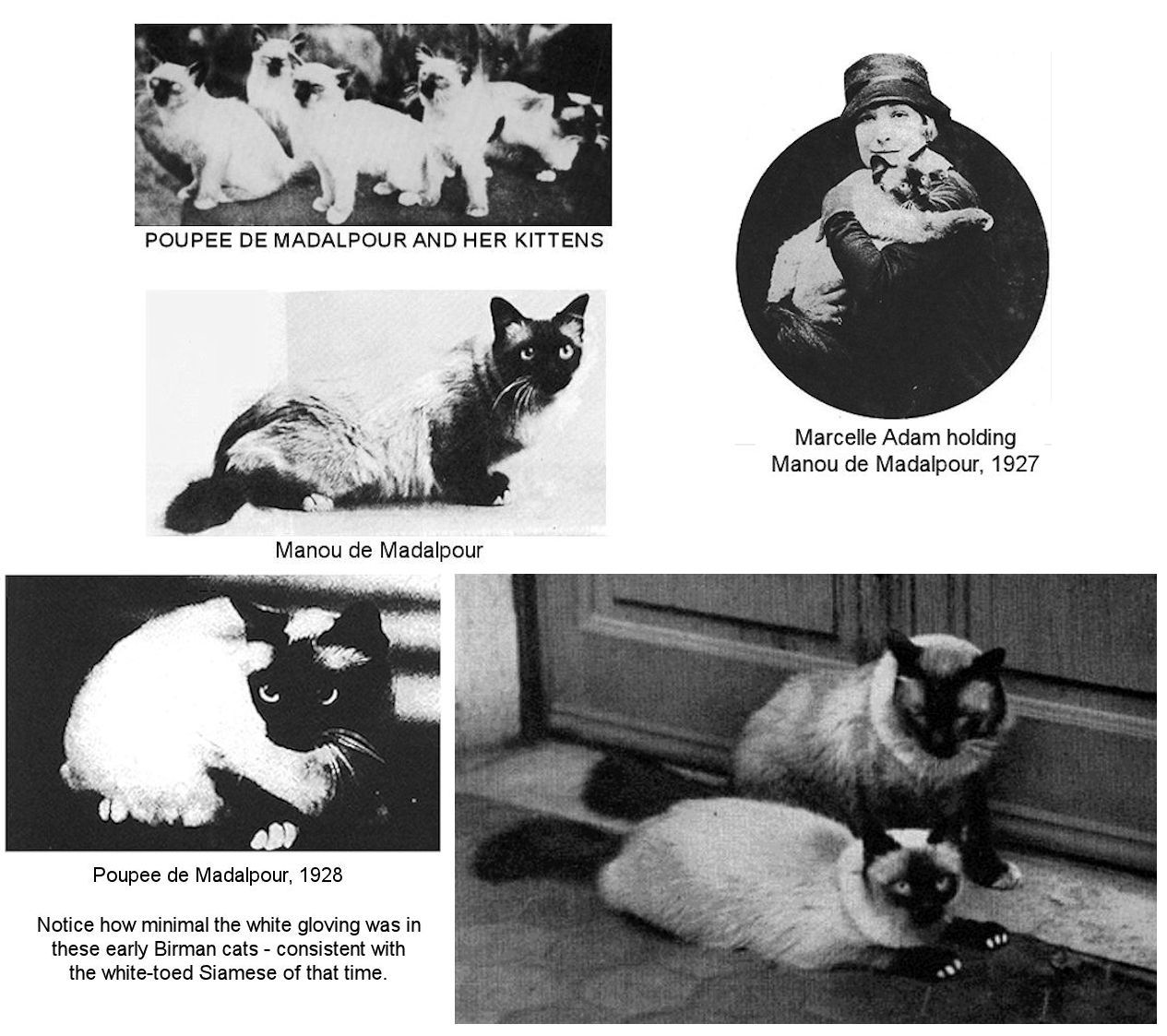 The Birman Cat An Early History