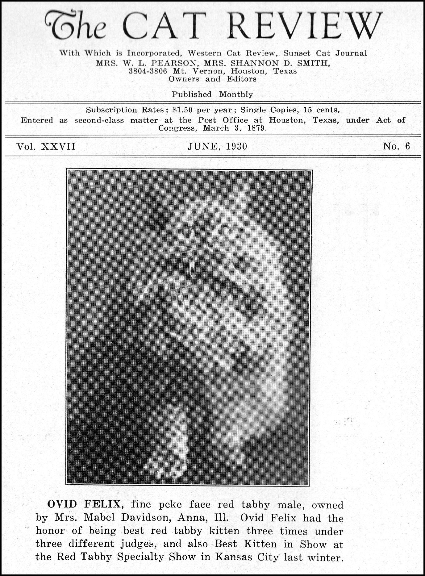 peke-faced persian cat