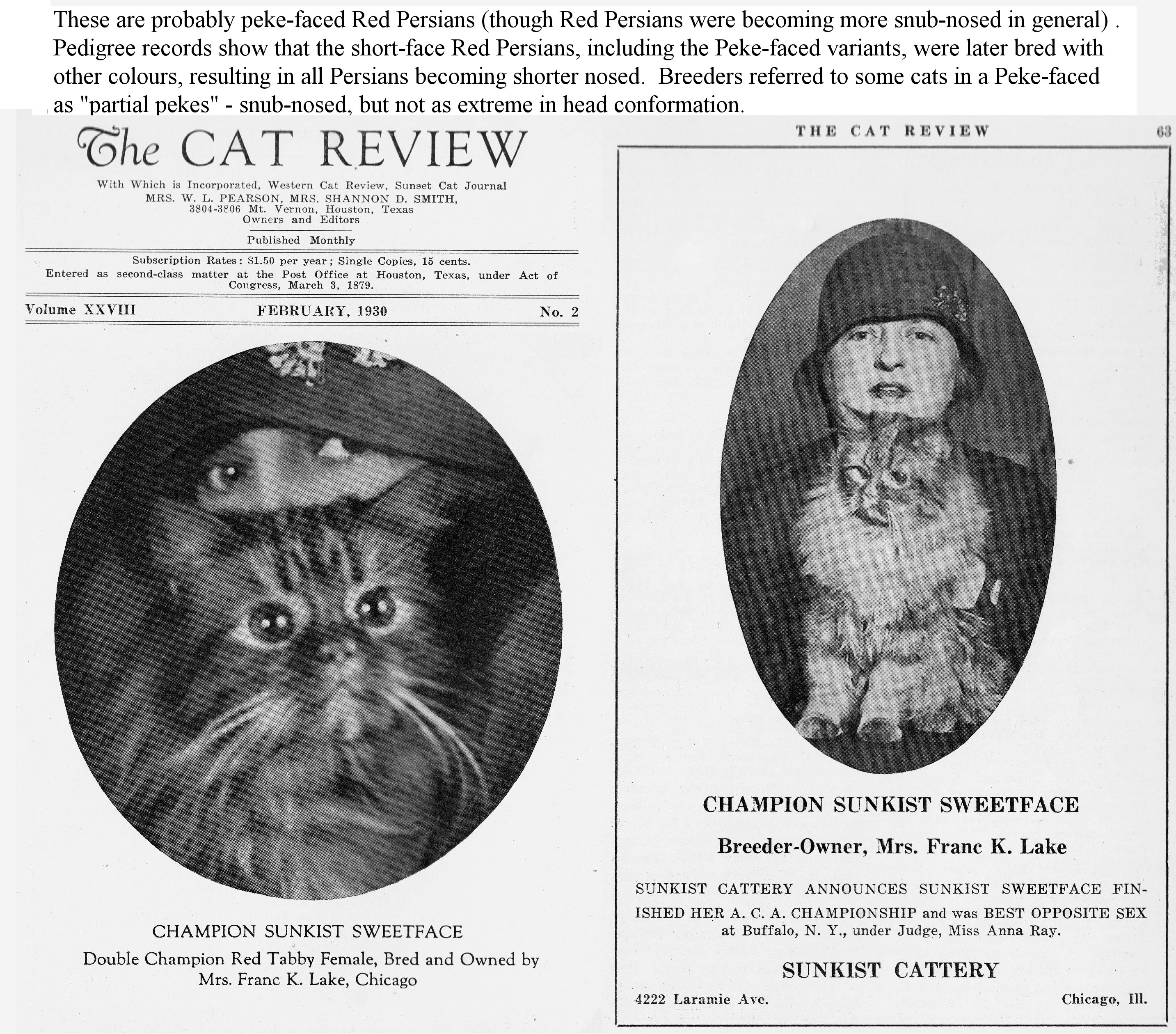 red persian cat