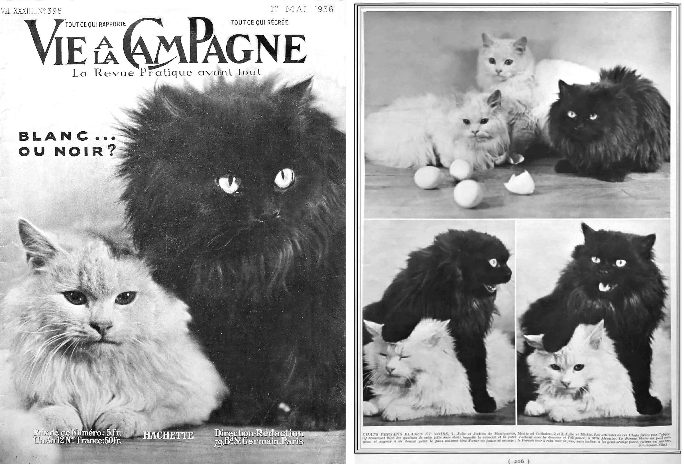 Cats, Vie a a Campagne