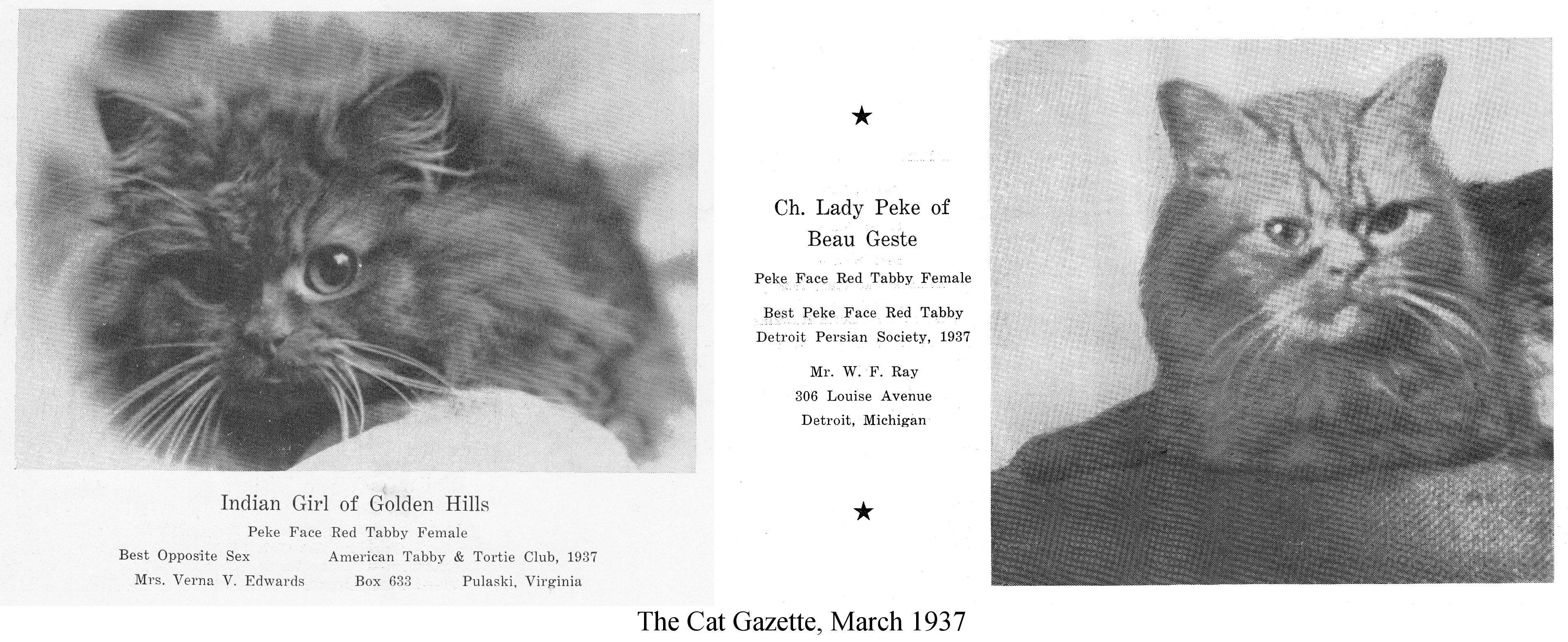 peke face persian cat