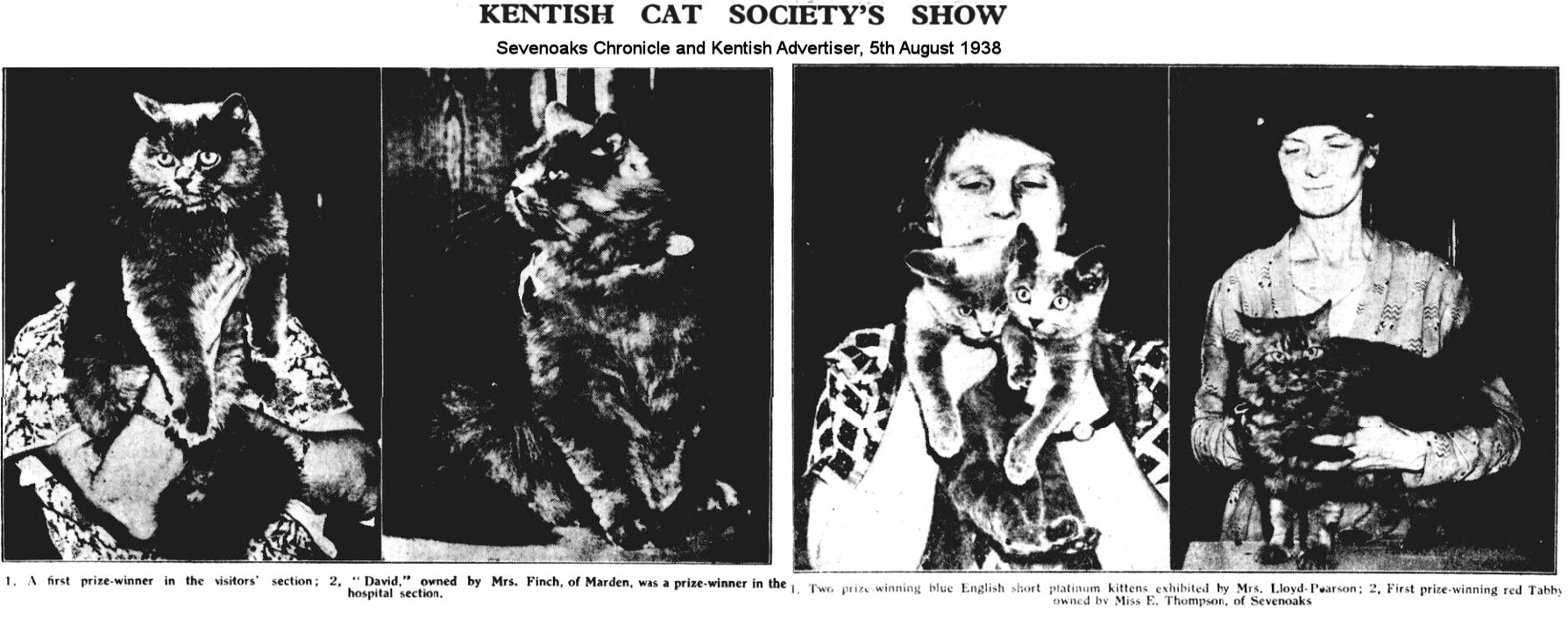 kentish cat society cat show