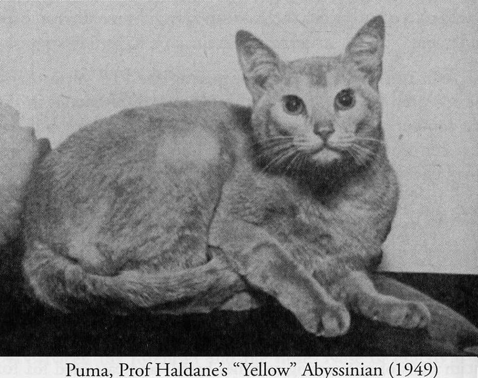 abyssinian cat