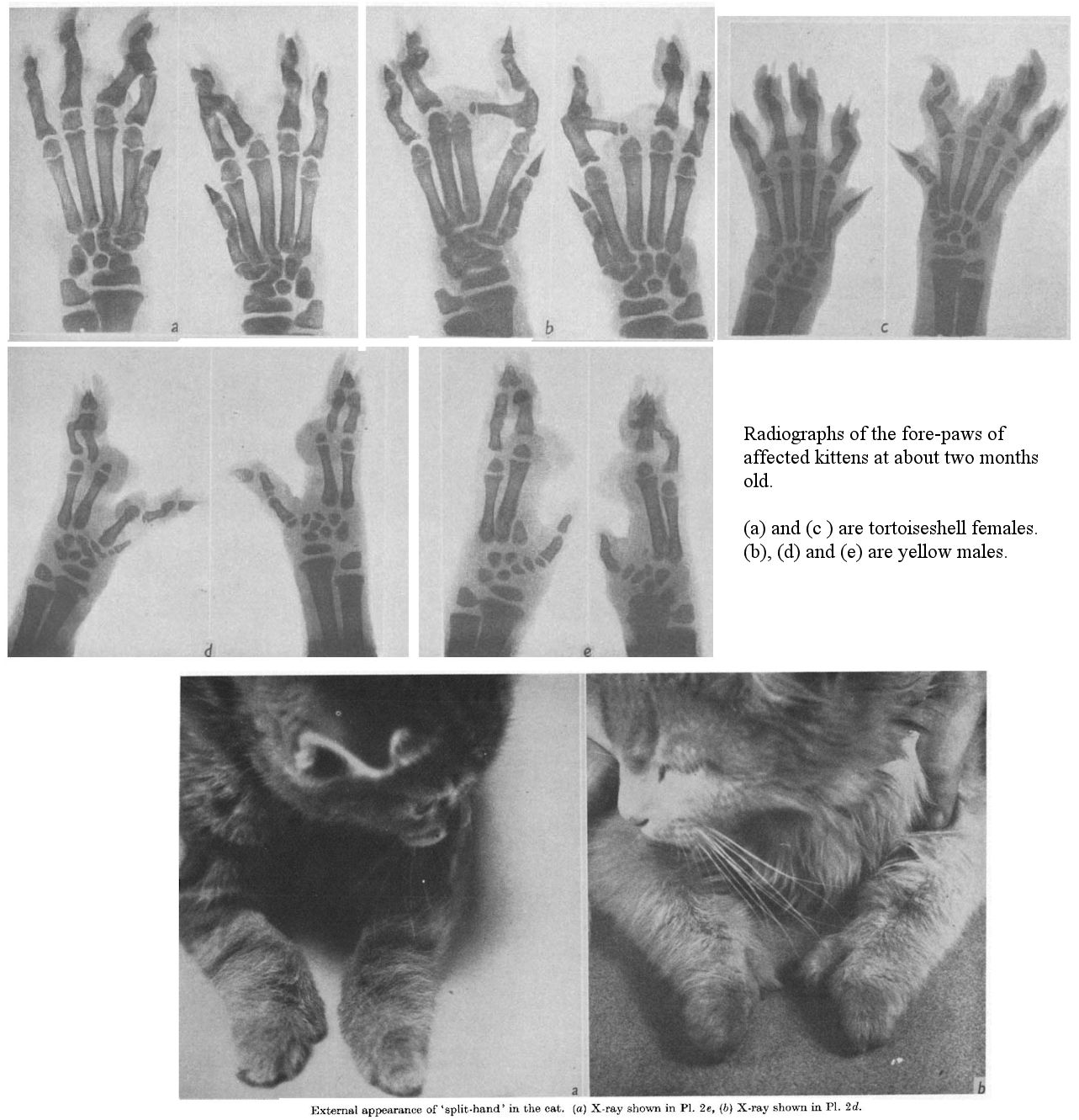 syndactyly in cats