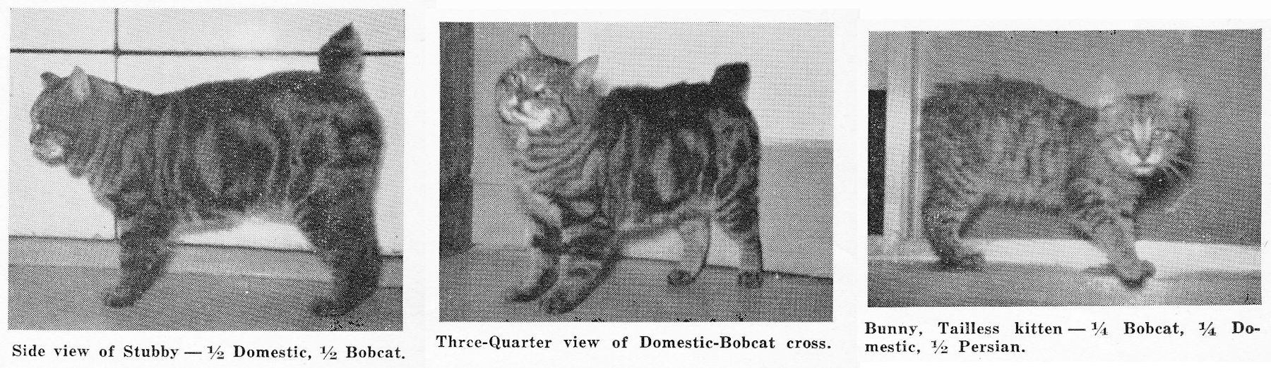 bobcat and domestic cat