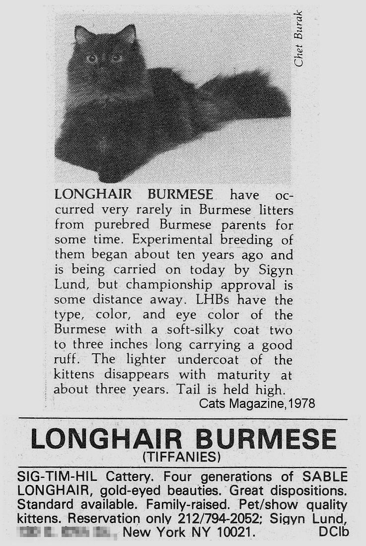 tiffany/chantilly or longhair burmese cat breed