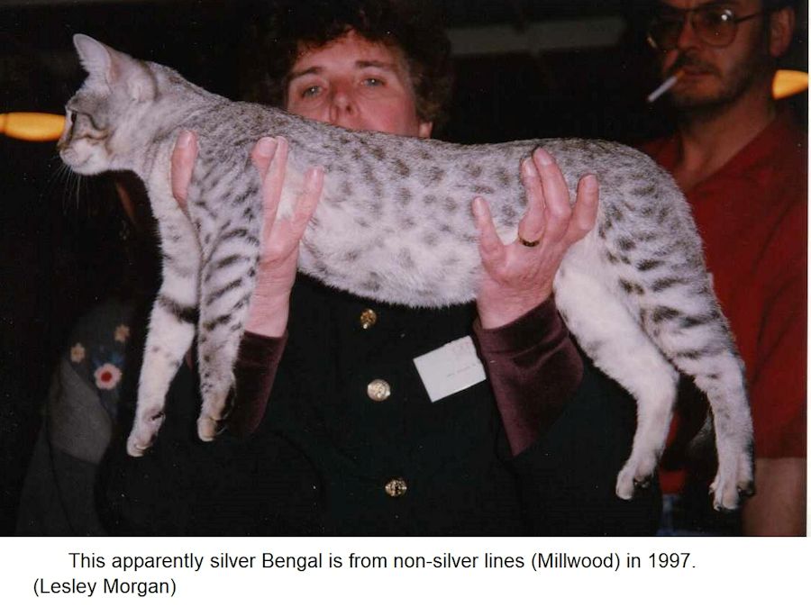 domestic bengal cats