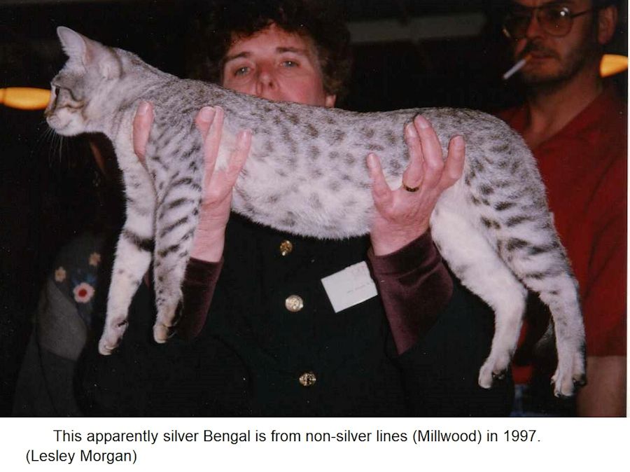 Snow leopard best sale house cat