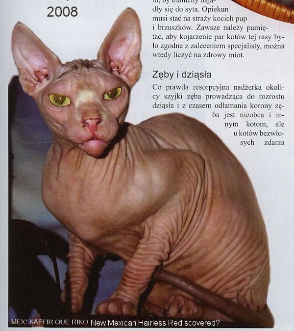 aztec hairless cat