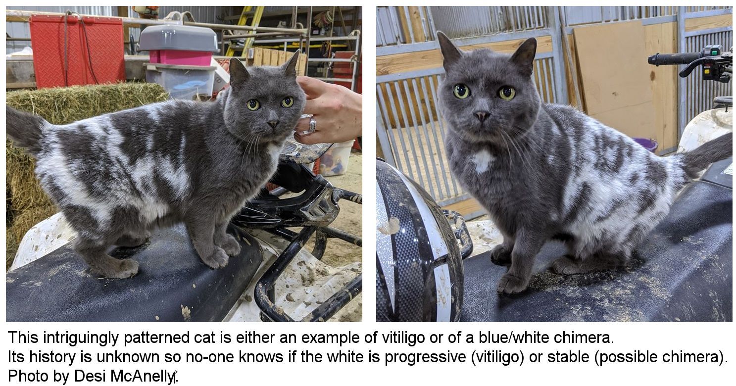 cat with vitiligo