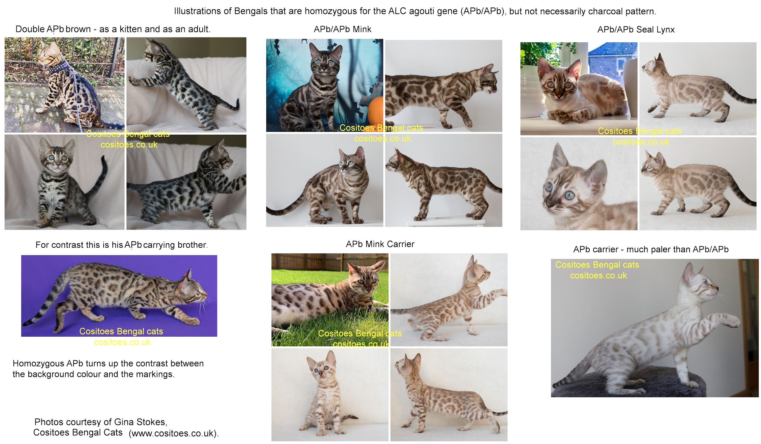 Bengal Types and Colors, Breed Variants