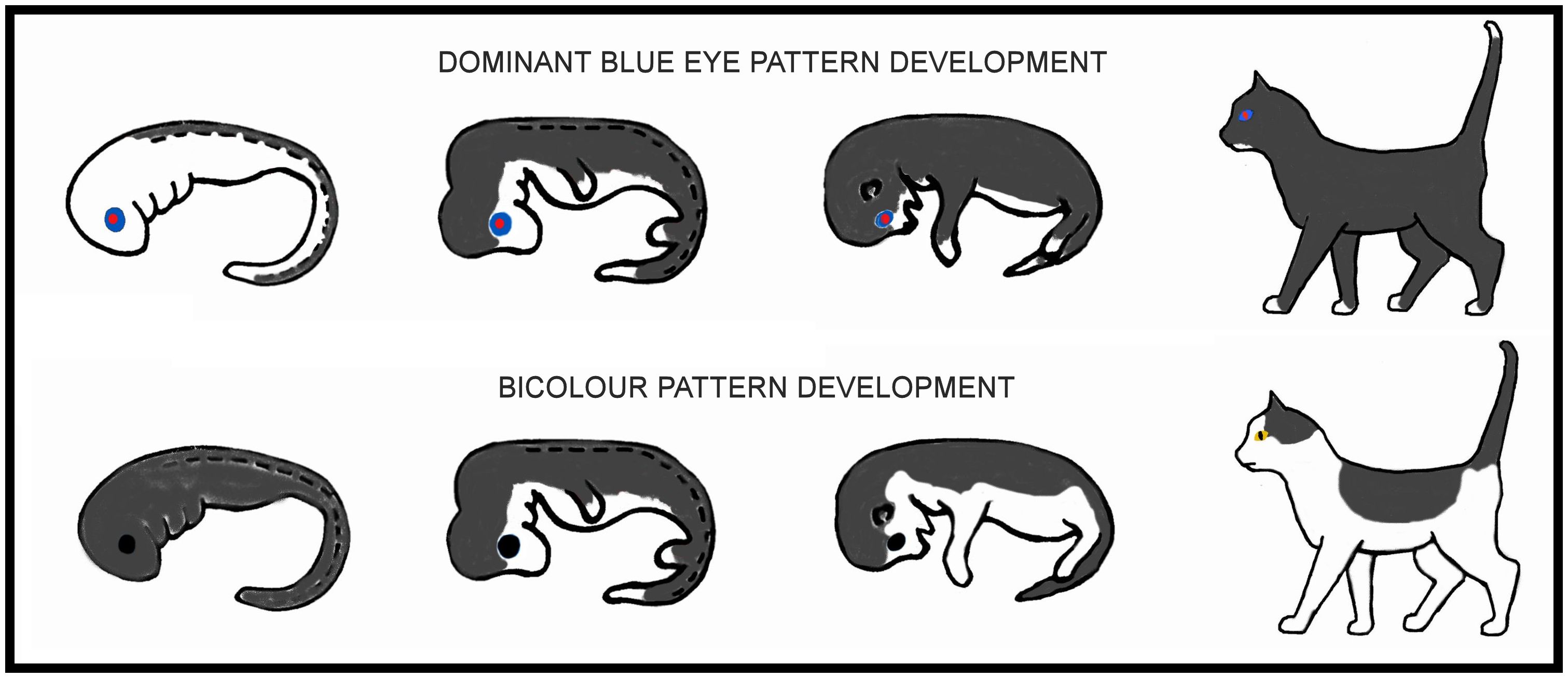 DBE pattern development