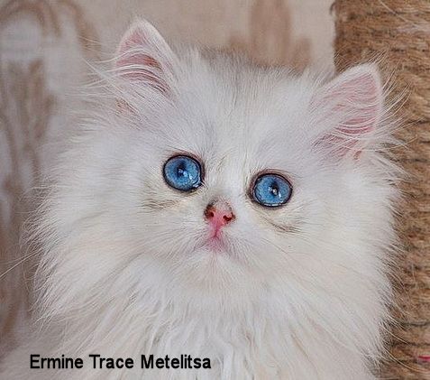 Elizabeth Lipovenko Dominant Blue eyes study