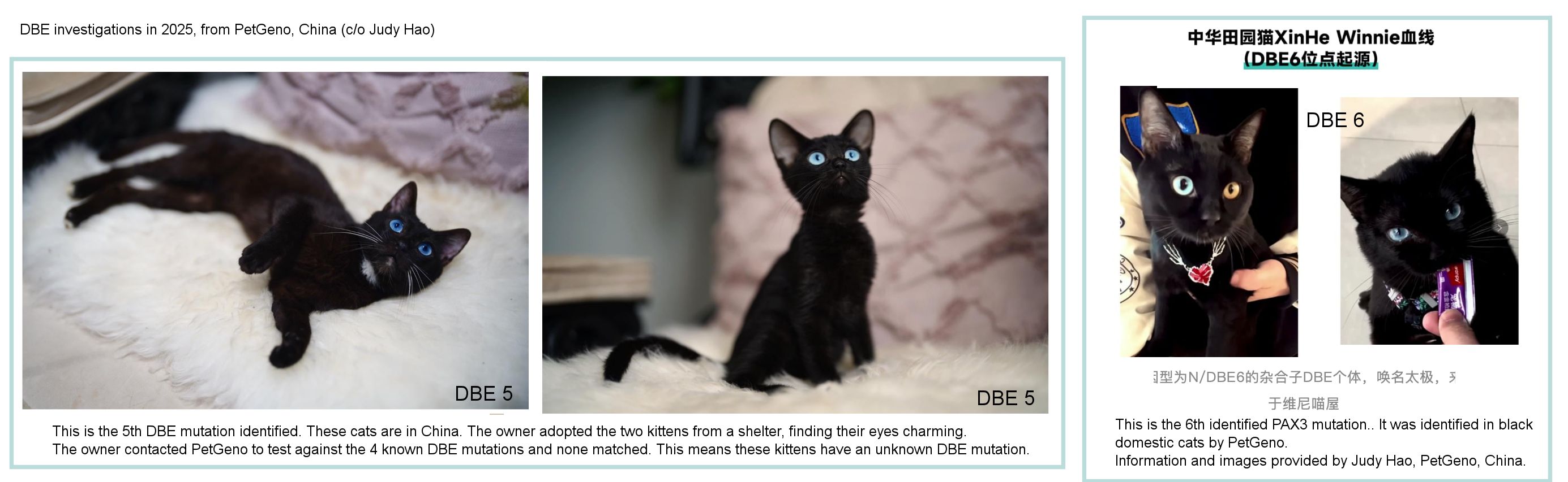 blue eyed cats