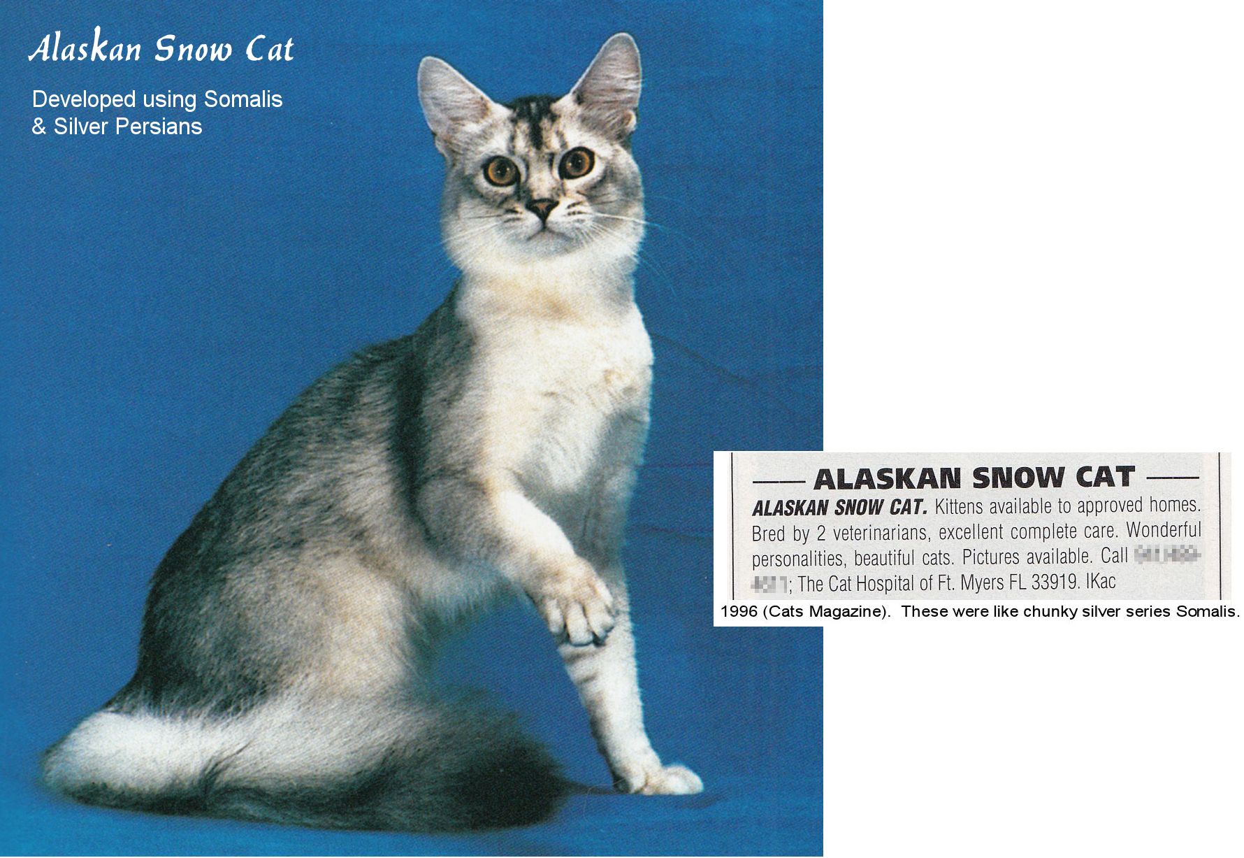 alaskan blue cat