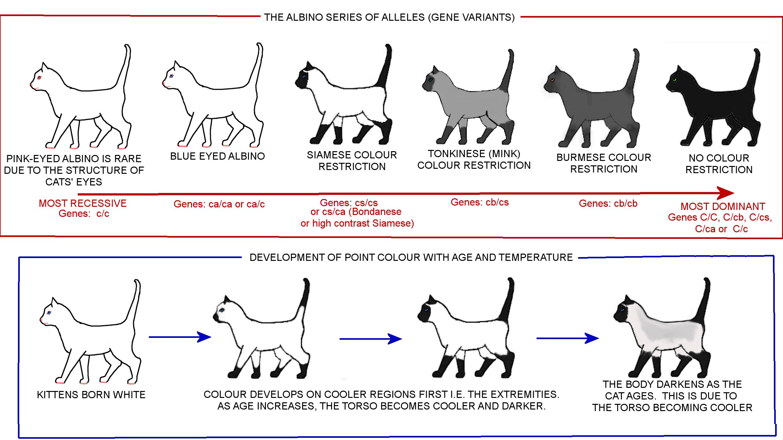 Siamese Cat Color Chart