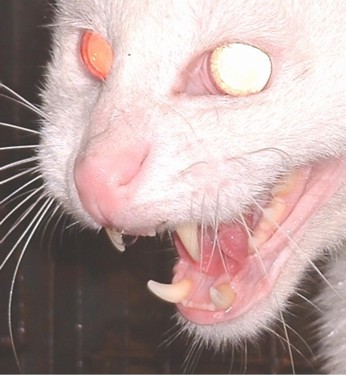 Albino Big Cats