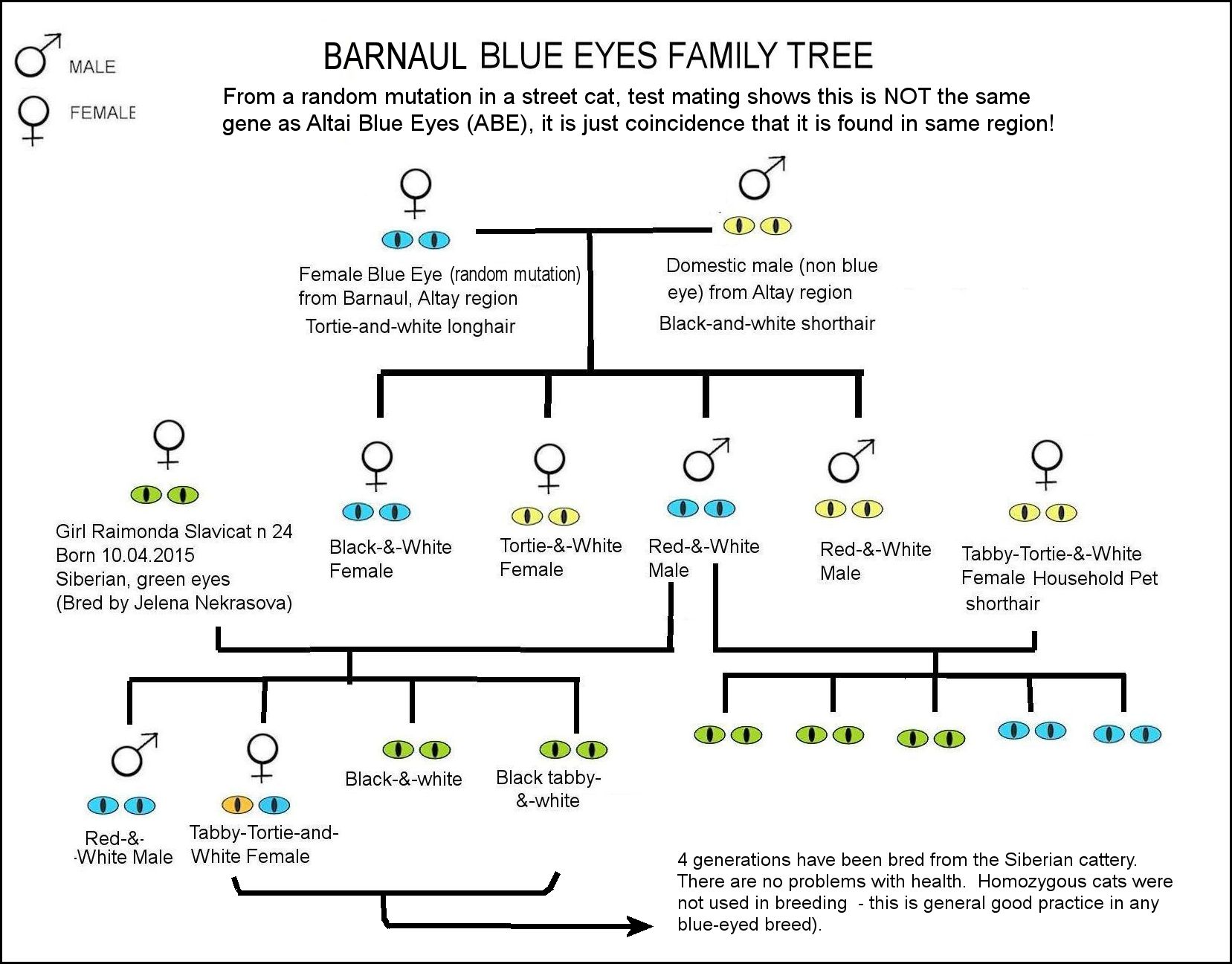 Barnaul random mutation cats