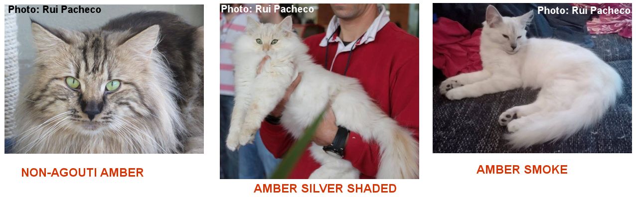 Amber Norwegian Forest Cat | peacecommission.kdsg.gov.ng