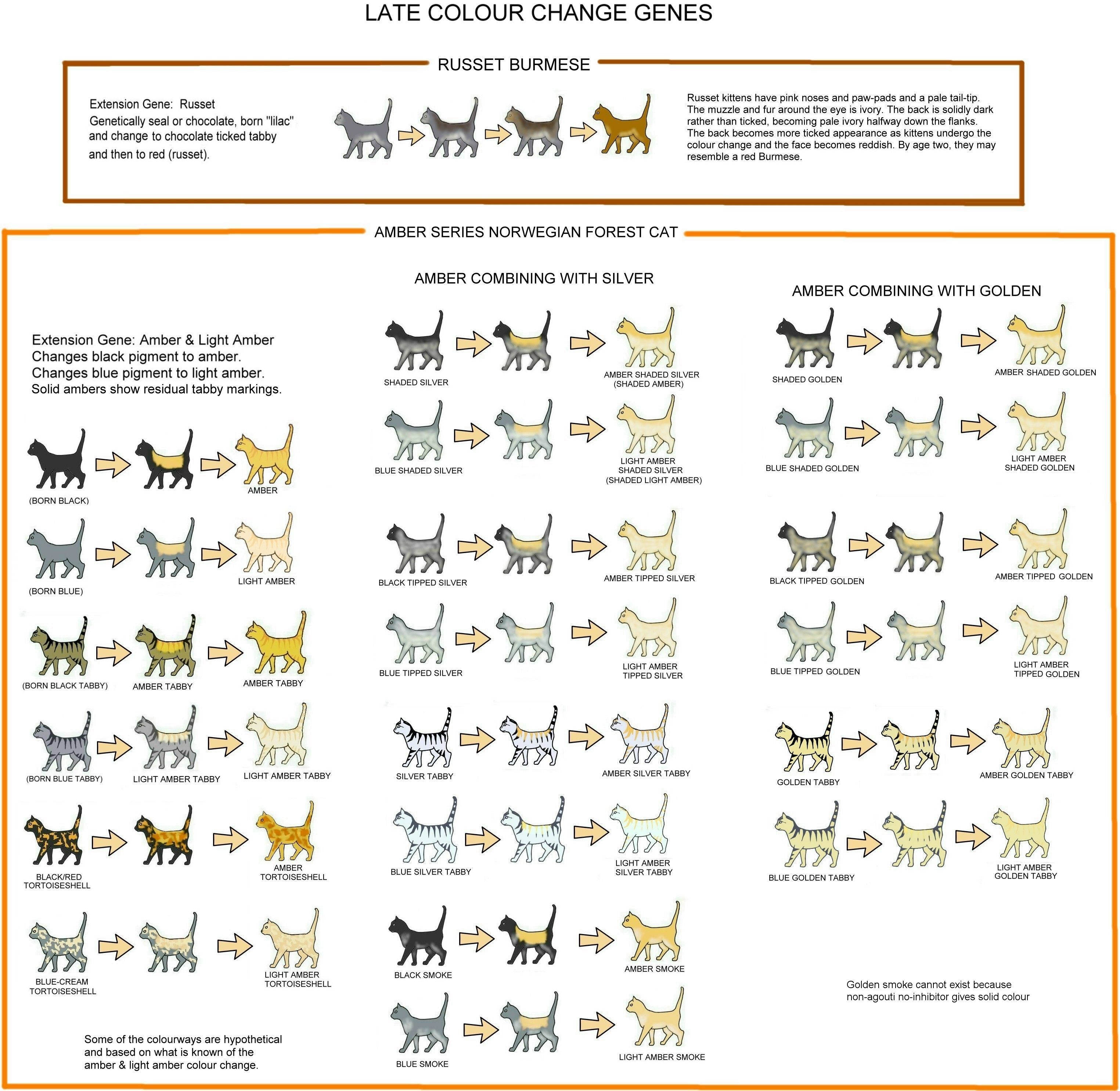 Cat Coat Chart