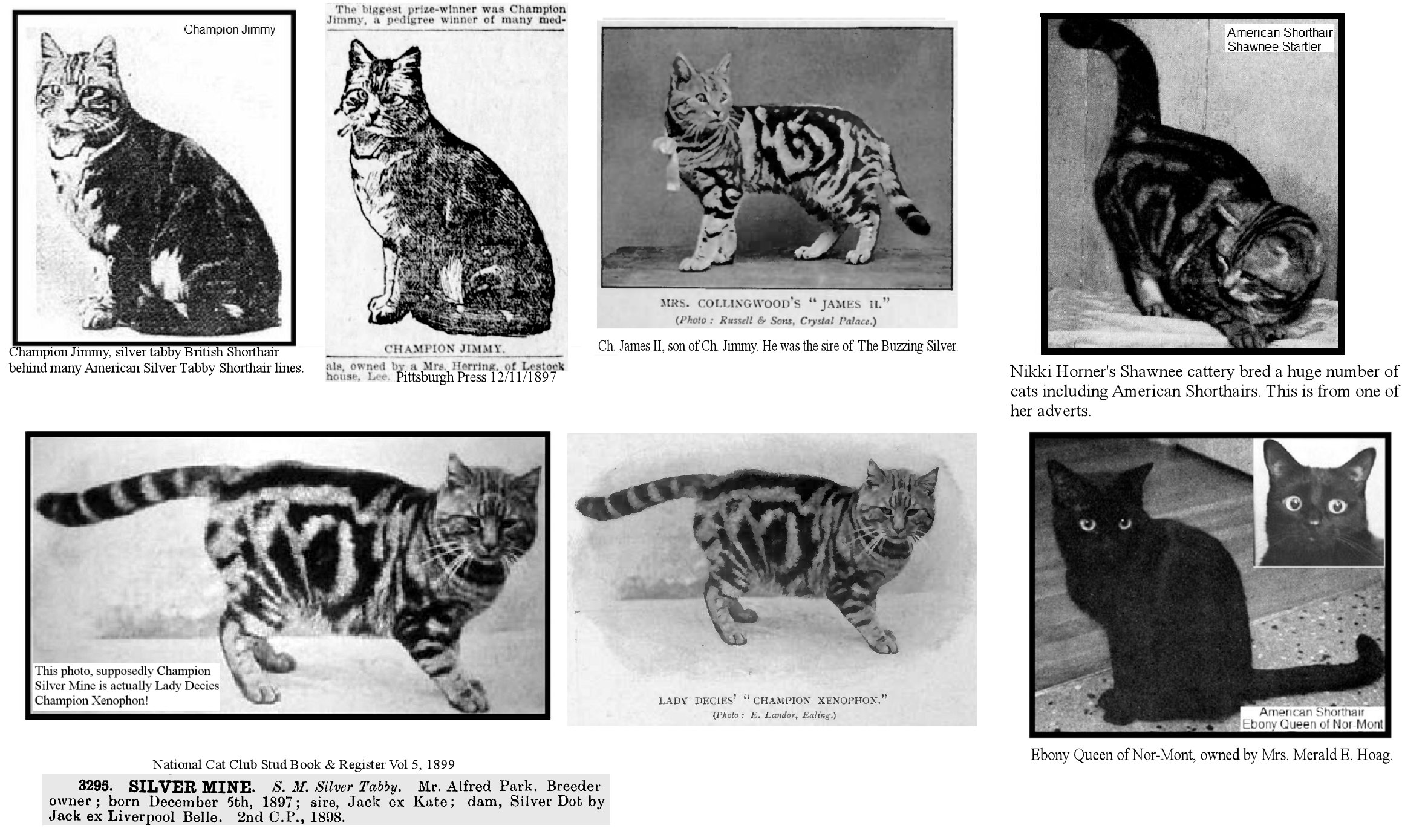 THE EARLY HISTORY OF THE AMERICAN SHORTHAIR