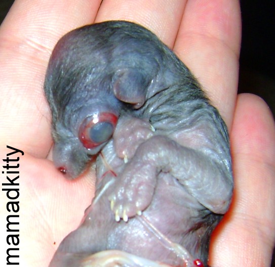 anencephaly animals