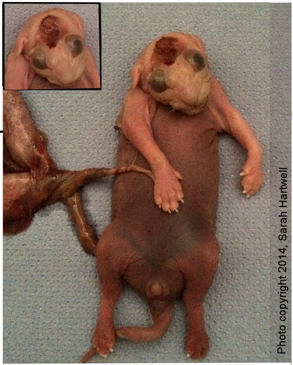 anencephaly animals