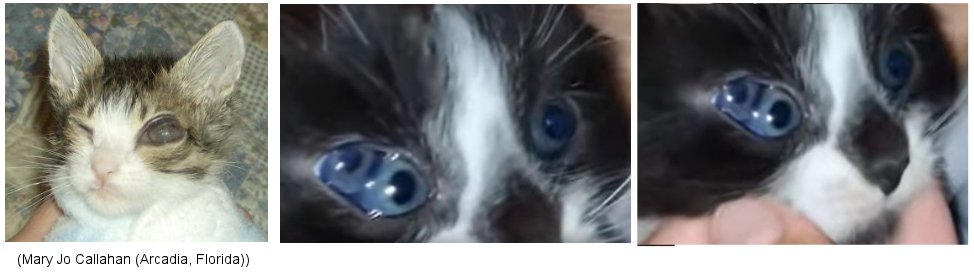 misshapen pupil in cats