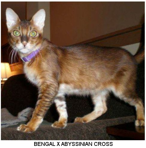 Bengal Abyssinain mix cat