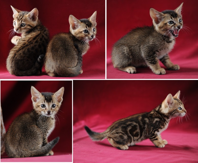 bengal cross cats