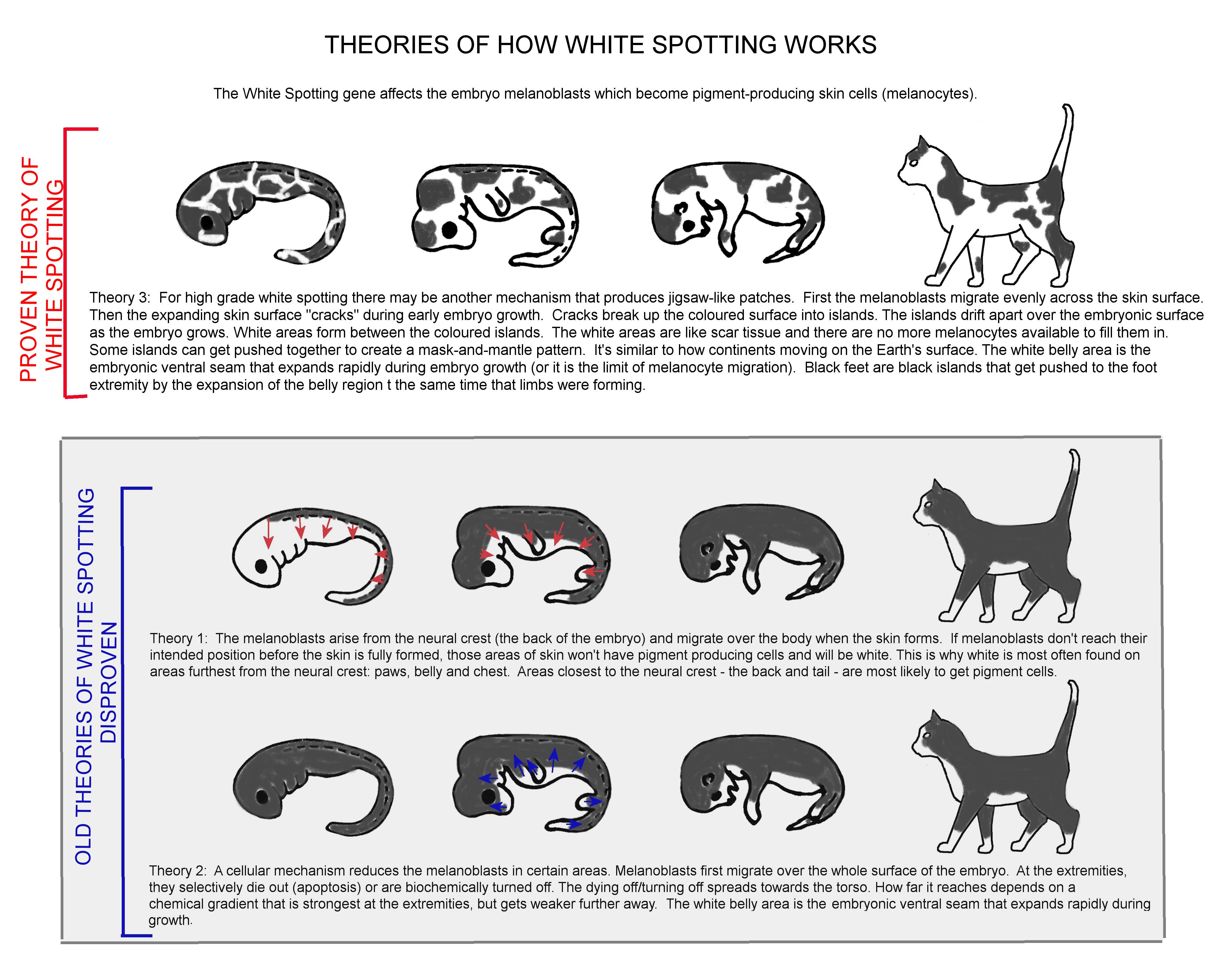 The Different Types of Black and White Cat Coat Patterns