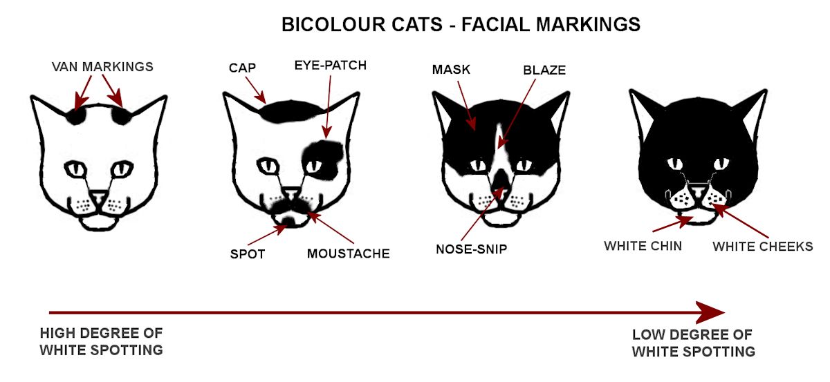 The Different Types of Black and White Cat Coat Patterns