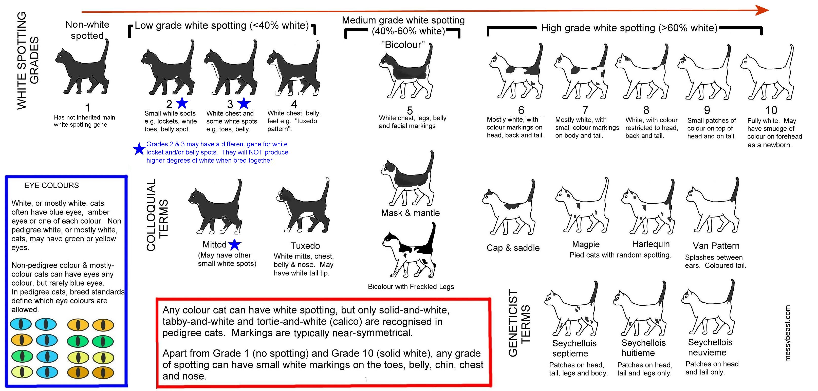 Cat Coat Colors Chart