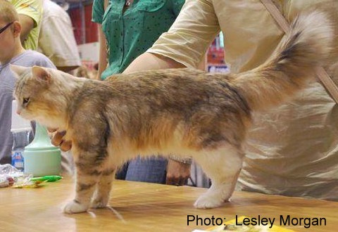 golden tabby siberian cat