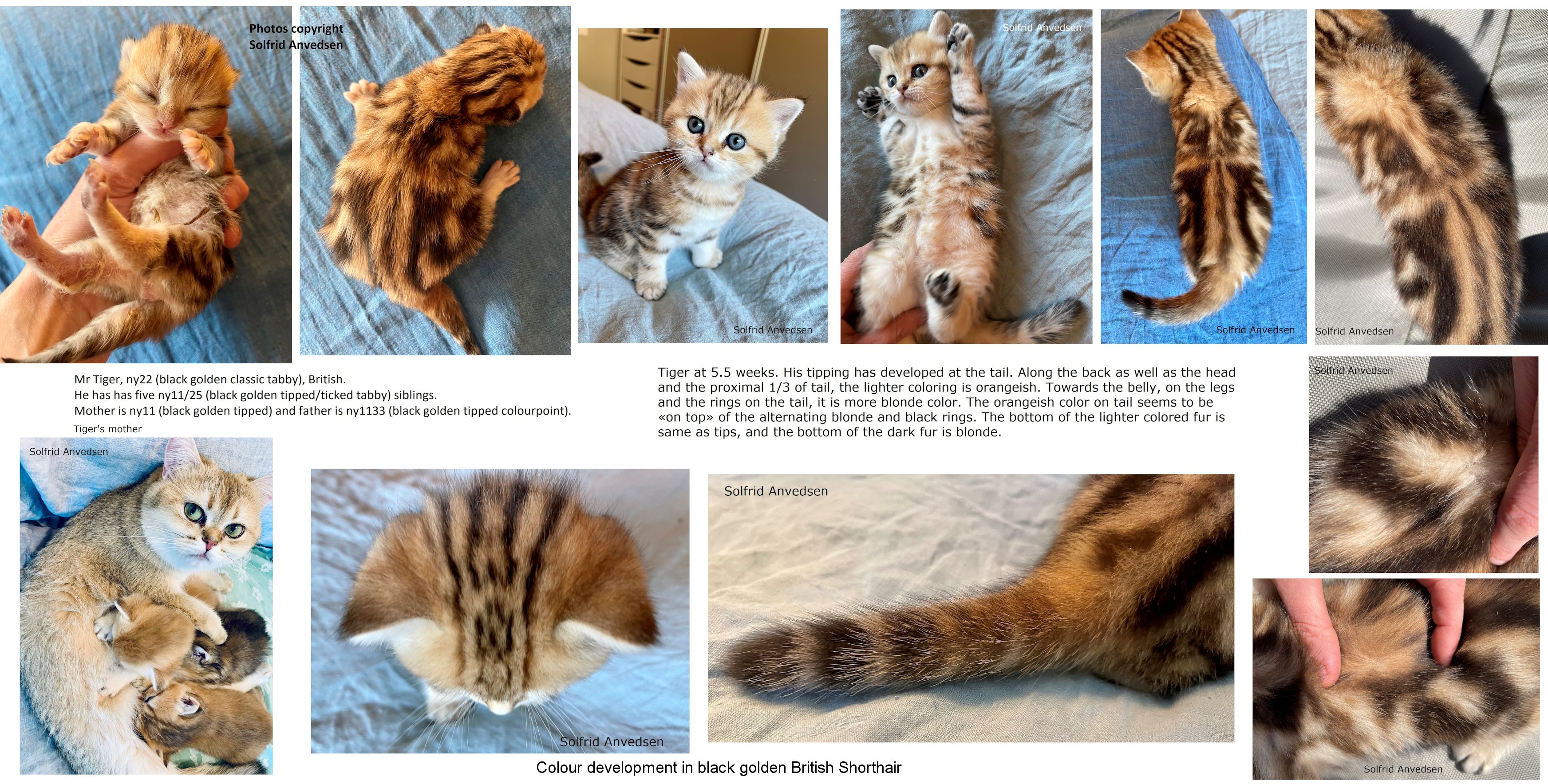 The genetics of tiger pelage color variations