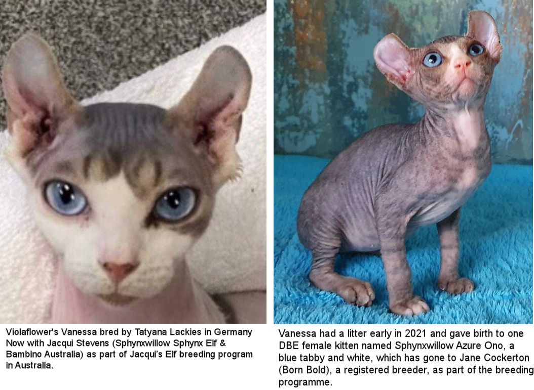 Blue 2024 tortie sphynx